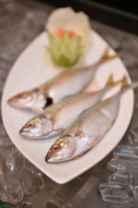 Close-up of food in plate