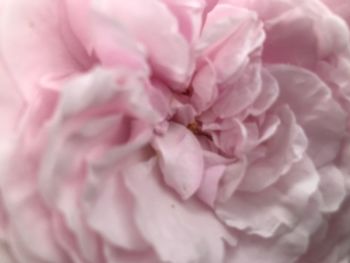 Full frame shot of pink rose