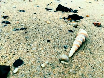 High angle view of crab on sand