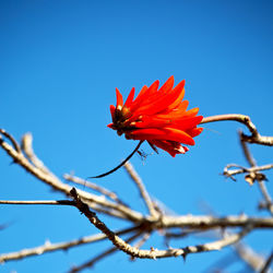 Close-up of red flowering plant against clear blue sky