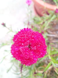 Close-up of pink rose flower