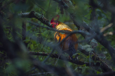 Bird on a tree