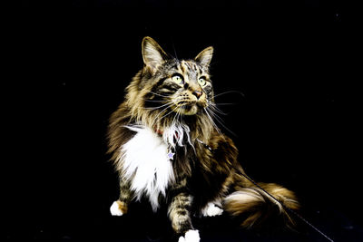 Portrait of maincoon cat against black background