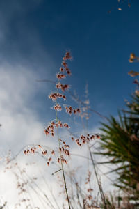 Low angle view of flowering plant against sky