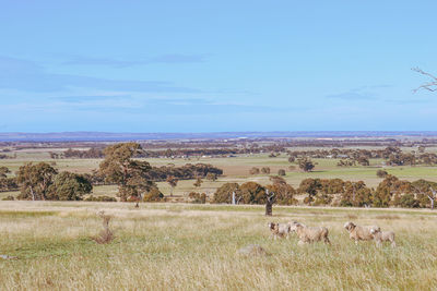 Sheep in a field