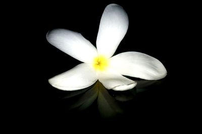 Close-up of frangipani blooming against black background