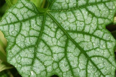 Macro shot of water drops on leaf