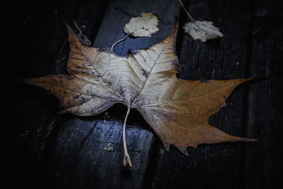 Close-up of dry maple leaves