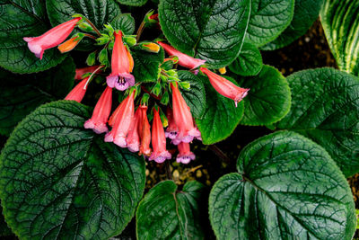 Close-up of red flowering plant leaves