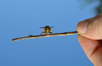 Close-up of hand holding insect on twig against clear sky