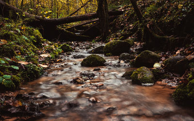 Stream flowing through rocks in forest