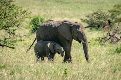 African bush elephant and calf cross grassland