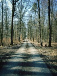 Road passing through forest