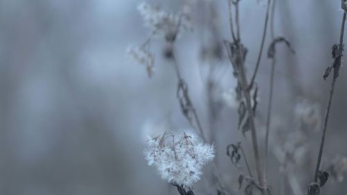 winter