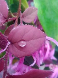 Close-up of pink flower