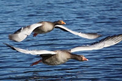 Swans swimming in sea