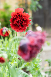 Close-up of red flowering plant