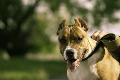 Pit bull terrier sitting on a leash in the park. close up