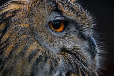 Close-up portrait of owl