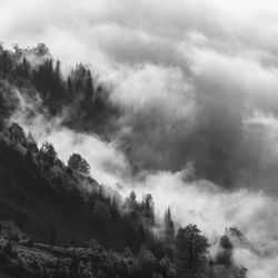 Low angle view of trees in forest against sky