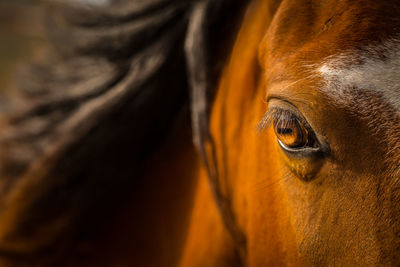 Close-up of horse eye