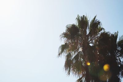 Low angle view of coconut palm tree against clear sky