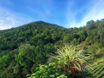Scenic view of green landscape against sky