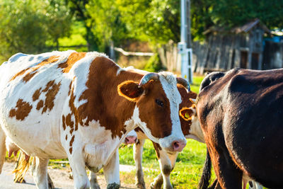 Cows in pen