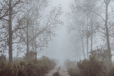 Trees in forest during winter