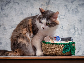 Fluffy tortoiseshell cat is sitting next to a knitted jute basket