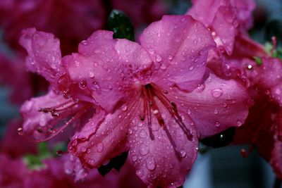 Close-up of water drops on pink flower