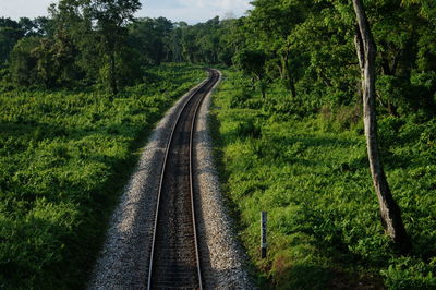 Railroad tracks amidst trees