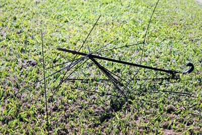 Close-up of grass on field