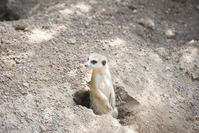 High angle view of lizard on rock