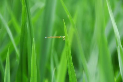 Close-up of insect on grass