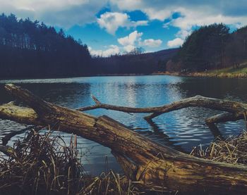 Reflection of trees in water