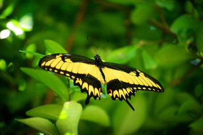 Close-up of butterfly pollinating flower