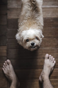 Low section of dog on hardwood floor