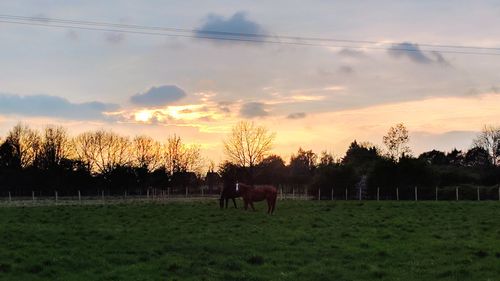 Horses grazing on field against sky during sunset