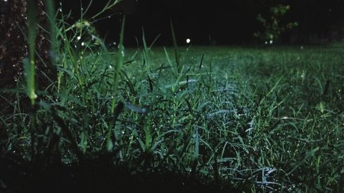 Close-up of grass on field at night