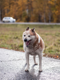 Dog looking away while standing on road