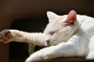 Close-up of cat resting