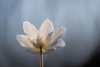 Close-up of white flowering plant