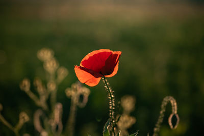 Close-up of red poppy flower