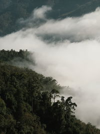 High angle view of trees amidst fog in forest