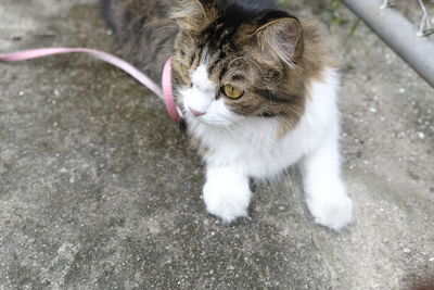 High angle view of cat looking down on footpath