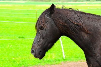 Close-up of a horse on field