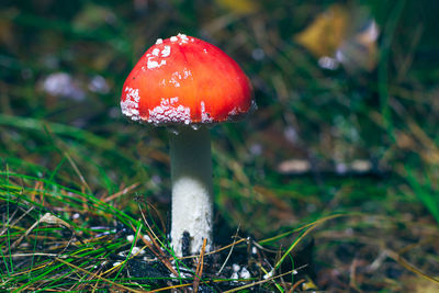 Close-up of fly agaric mushroom