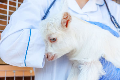 Close-up of white dog