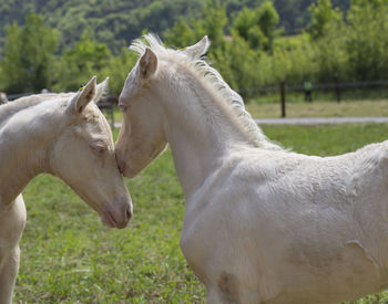 Horses in a field